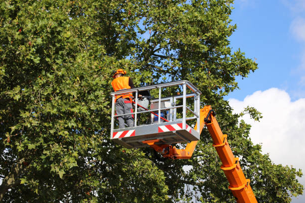 Nibley, UT Tree Services Company