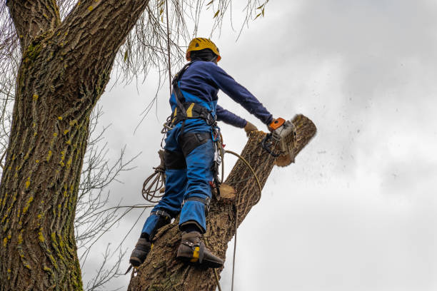 Best Emergency Tree Removal  in Nibley, UT