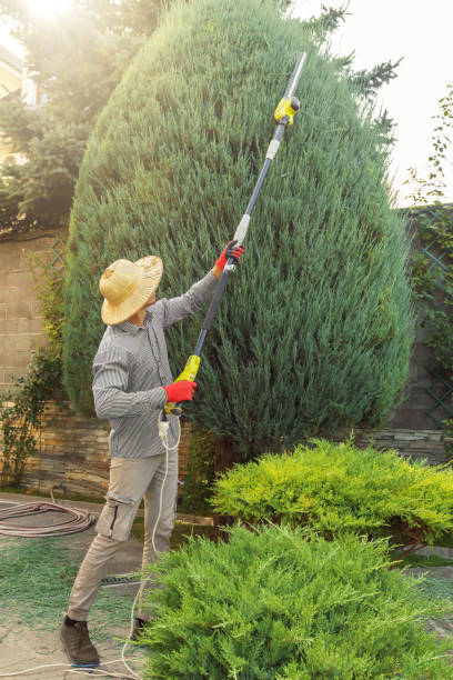 Best Tree Mulching  in Nibley, UT