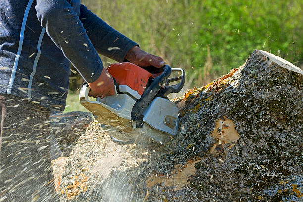 Best Tree Maintenance Programs  in Nibley, UT